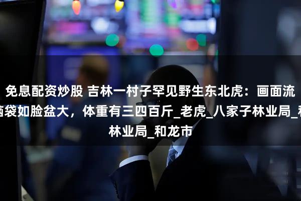 免息配资炒股 吉林一村子罕见野生东北虎：画面流出，脑袋如脸盆大，体重有三四百斤_老虎_八家子林业局_和龙市